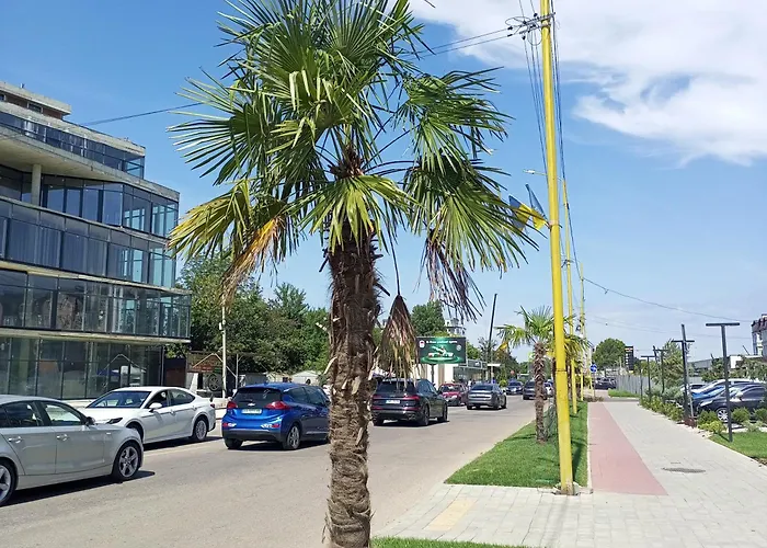 New Near The Palm Tree * Úzhgorod